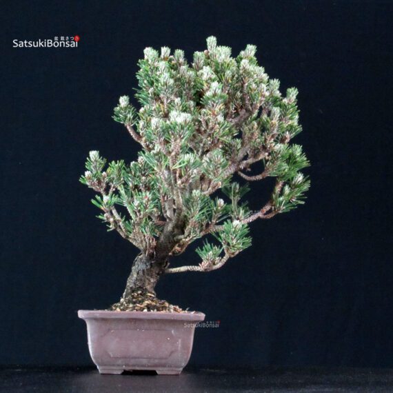 Pinus Thunbergii Kuromatsu Kotobuki Senjumaru - immagine 4