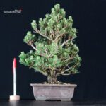 Pinus Thunbergii Kuromatsu Kotobuki Senjumaru