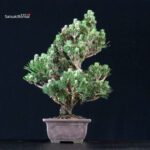 Pinus Thunbergii Kuromatsu Kotobuki Senjumaru - immagine 2