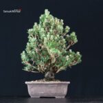 Pinus Thunbergii Kuromatsu Kotobuki Senjumaru - immagine 3