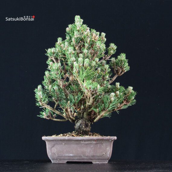 Pinus Thunbergii Kuromatsu Kotobuki Senjumaru - immagine 3