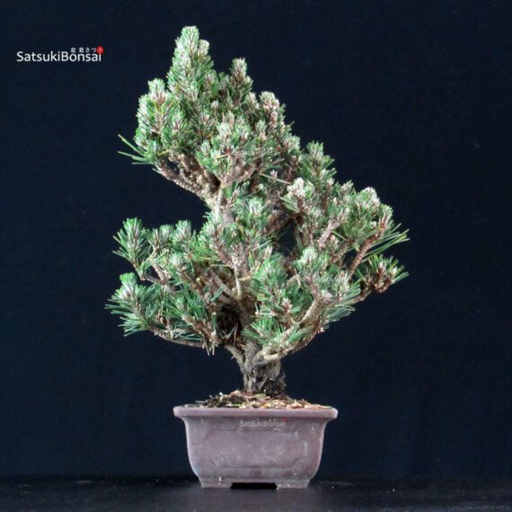 Pinus Thunbergii Kuromatsu Kotobuki Senjumaru - immagine 4