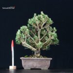 Pinus Thunbergii Kuromatsu Kotobuki Senjumaru