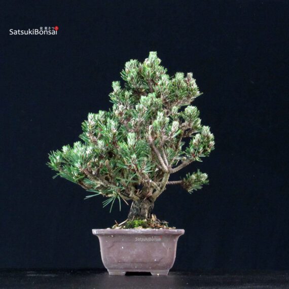 Pinus Thunbergii Kuromatsu Kotobuki Senjumaru - immagine 2