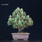 Pinus Thunbergii Kuromatsu Kotobuki Senjumaru - immagine 3
