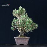 Pinus Thunbergii Kuromatsu Kotobuki Senjumaru - immagine 4