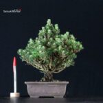 Pinus Thunbergii Kuromatsu Kotobuki Senjumaru