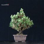 Pinus Thunbergii Kuromatsu Kotobuki Senjumaru - immagine 2