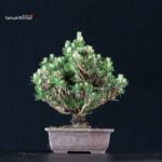 Pinus Thunbergii Kuromatsu Kotobuki Senjumaru - immagine 3