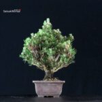 Pinus Thunbergii Kuromatsu Kotobuki Senjumaru - immagine 4