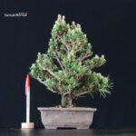 Pinus Thunbergii Kuromatsu Kotobuki Senjumaru