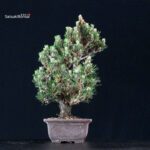 Pinus Thunbergii Kuromatsu Kotobuki Senjumaru - immagine 2