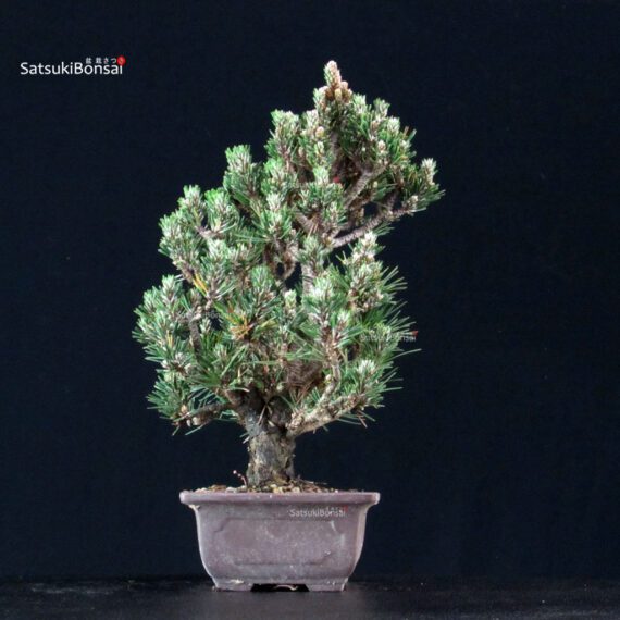 Pinus Thunbergii Kuromatsu Kotobuki Senjumaru - immagine 2