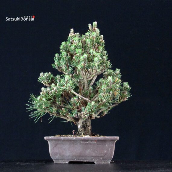 Pinus Thunbergii Kuromatsu Kotobuki Senjumaru - immagine 3