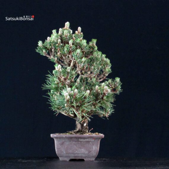 Pinus Thunbergii Kuromatsu Kotobuki Senjumaru - immagine 4