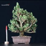 Pinus Thunbergii Kuromatsu Kotobuki Senjumaru