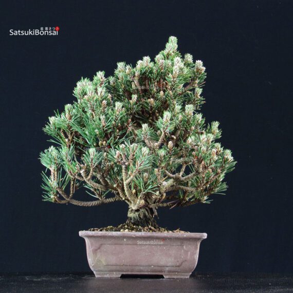 Pinus Thunbergii Kuromatsu Kotobuki Senjumaru - immagine 3