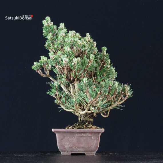 Pinus Thunbergii Kuromatsu Kotobuki Senjumaru - immagine 4
