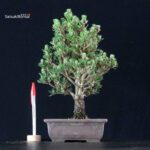 Pinus Thunbergii Kuromatsu Kotobuki Senjumaru