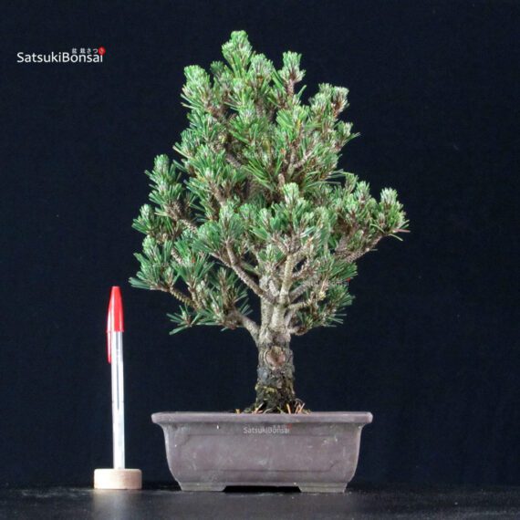 255211_1-Pinus-thunbergii-kotobuki-senjumaru Pinus Thunbergii Kuromatsu Kotobuki Senjumaru - immagine 1