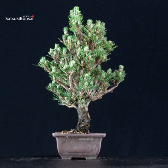 Pinus Thunbergii Kuromatsu Kotobuki Senjumaru - immagine 2