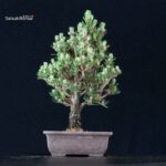 Pinus Thunbergii Kuromatsu Kotobuki Senjumaru - immagine 3