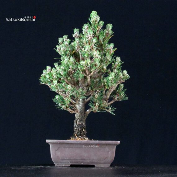 Pinus Thunbergii Kuromatsu Kotobuki Senjumaru - immagine 3