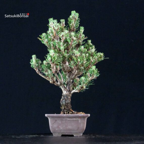Pinus Thunbergii Kuromatsu Kotobuki Senjumaru - immagine 4