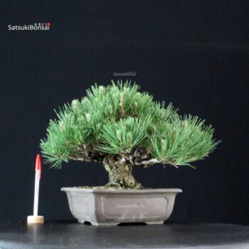 Pinus Thunbergii Kuromatsu