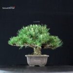 Pinus Thunbergii Kuromatsu - immagine 2