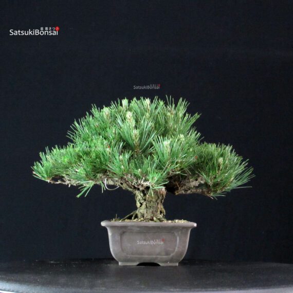 Pinus Thunbergii Kuromatsu - immagine 2