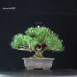 Pinus Thunbergii Kuromatsu - immagine 3