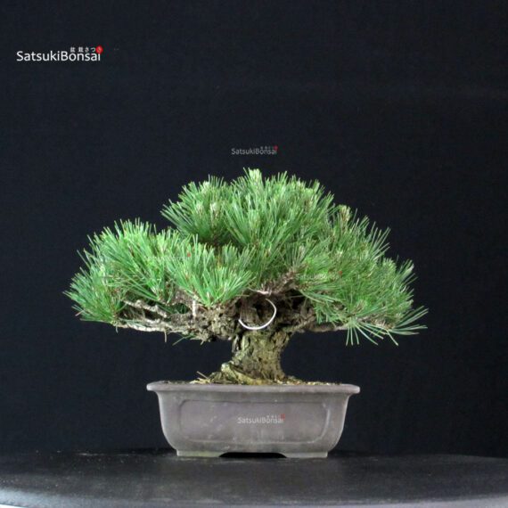 Pinus Thunbergii Kuromatsu - immagine 3