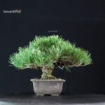 Pinus Thunbergii Kuromatsu - immagine 4