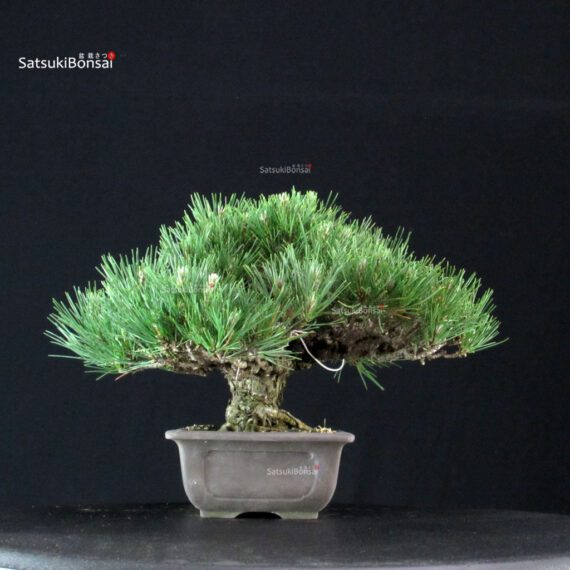 Pinus Thunbergii Kuromatsu - immagine 4