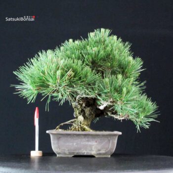 Pinus Thunbergii Kuromatsu