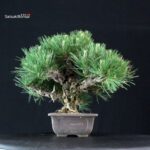 Pinus Thunbergii Kuromatsu - immagine 2