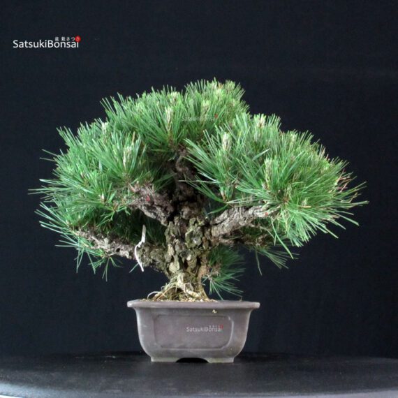 Pinus Thunbergii Kuromatsu - immagine 2