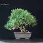 Pinus Thunbergii Kuromatsu - immagine 3