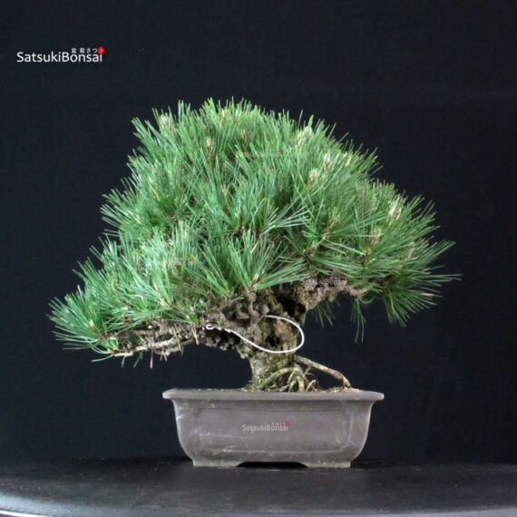 Pinus Thunbergii Kuromatsu - immagine 3