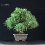 Pinus Thunbergii Kuromatsu - immagine 4