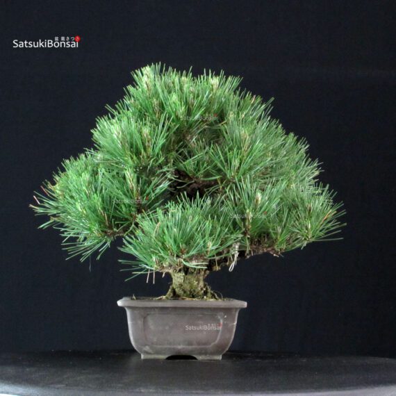 Pinus Thunbergii Kuromatsu - immagine 4