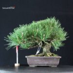 Pinus Thunbergii Kuromatsu