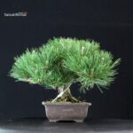 Pinus Thunbergii Kuromatsu - immagine 2