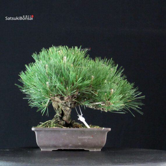 Pinus Thunbergii Kuromatsu - immagine 3