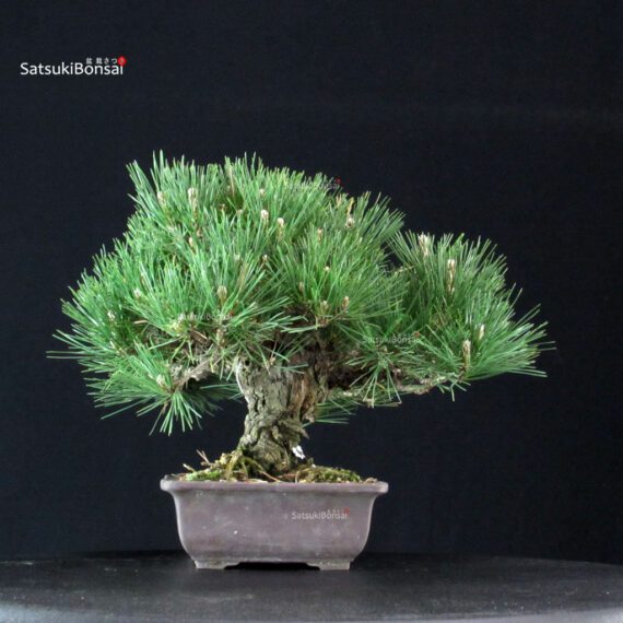 Pinus Thunbergii Kuromatsu - immagine 4