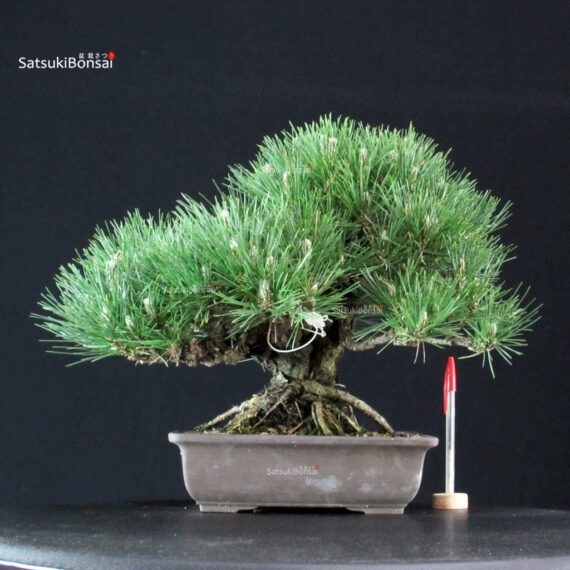 255218_1-Pinus-thunbergii Pinus Thunbergii Kuromatsu - immagine 1