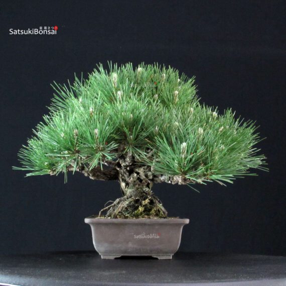 Pinus Thunbergii Kuromatsu - immagine 2