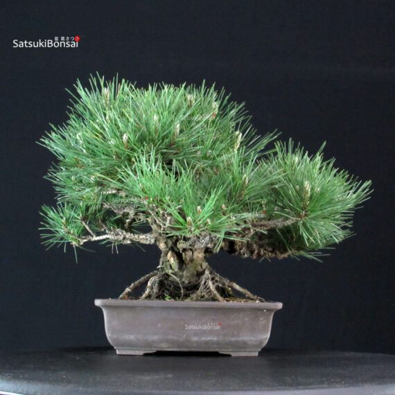 Pinus Thunbergii Kuromatsu - immagine 3