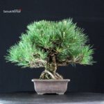 Pinus Thunbergii Kuromatsu - immagine 4